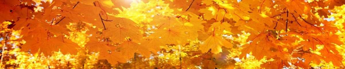 Art. 10843 Risovannye Raznoe 1200x240