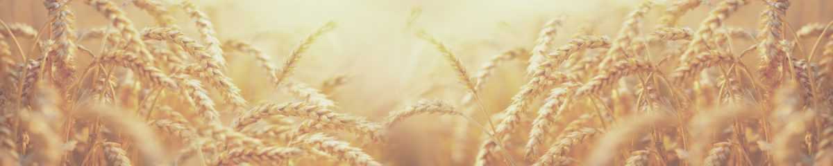 Art. 11096 Risovannye Raznoe 1200x240