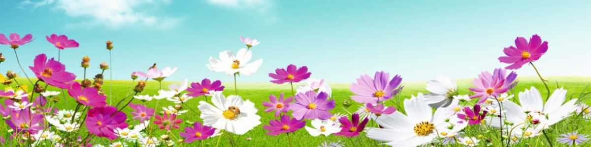 Art. 1541 Czvety 1200x300