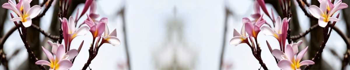 Art. 2974 Czvety 1200x240