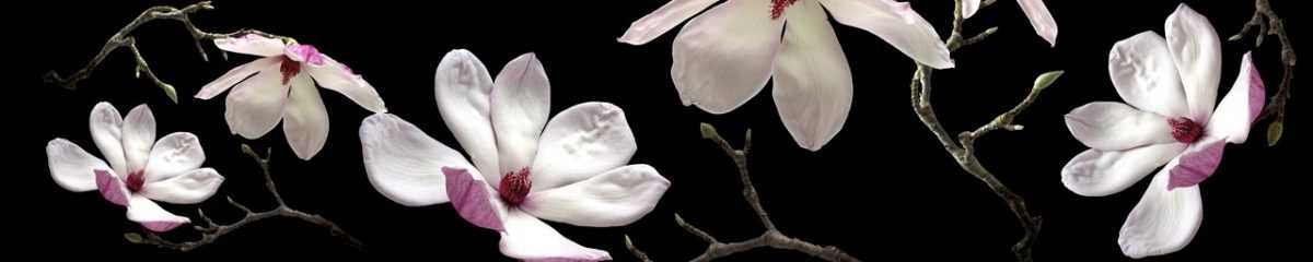 Art. 3117 Czvety 1200x240