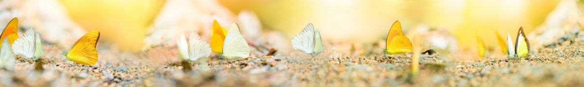 Art. 3490 Risovannye Raznoe 1200x180