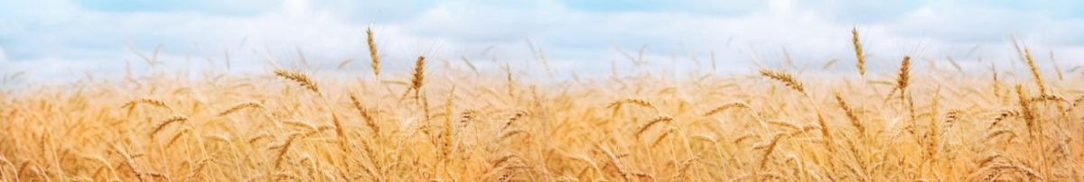 Art. 4503 Risovannye Raznoe 1200x202