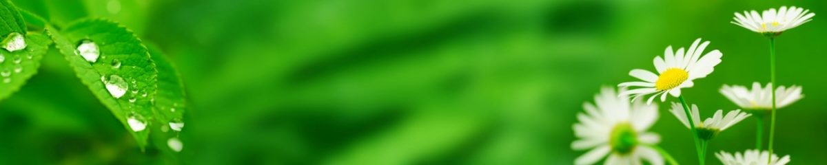 Art. 4655 Czvety 1200x240
