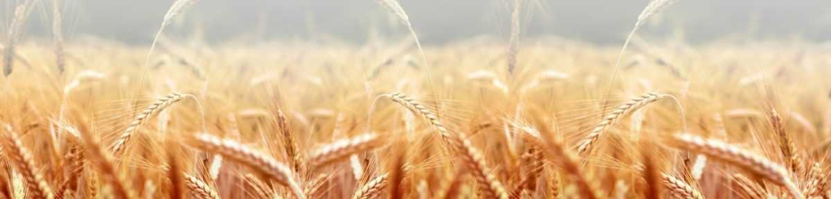 Art. 4795 Risovannye Raznoe 1200x288