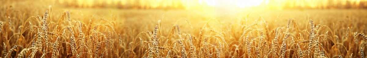 Art. 5073 Risovannye Raznoe 1200x192