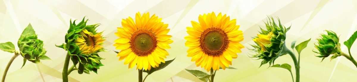 Art. 5442 Czvety 1200x276