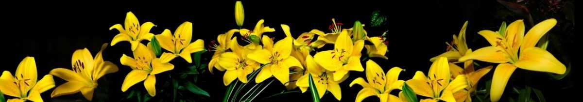 Art. 5635 Czvety 1200x211
