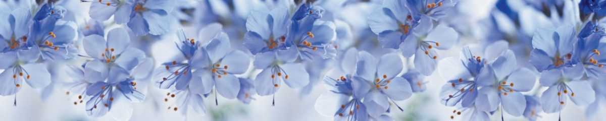 Art. 5672 Czvety 1200x240