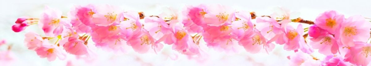 Art. 6946 Czvety 1200x215