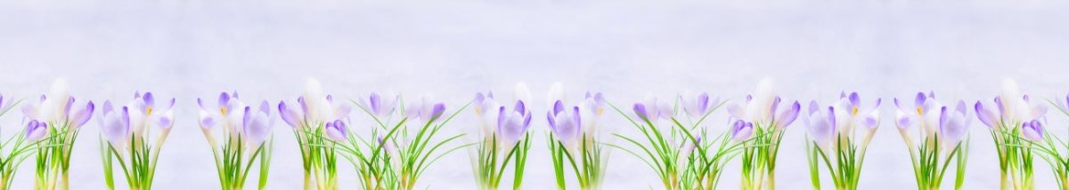 Art. 6974 Czvety 1200x214
