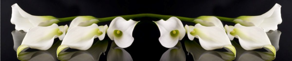 Art. 6991 Czvety 1200x254
