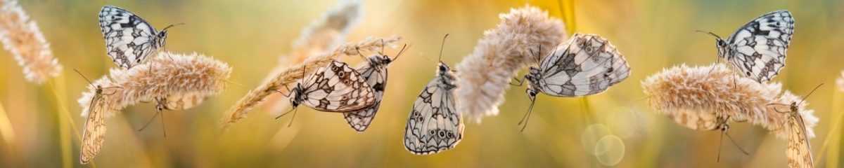 Art. 7209 Risovannye Raznoe 1200x240