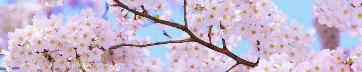 Art. 7550 Czvety 1200x239
