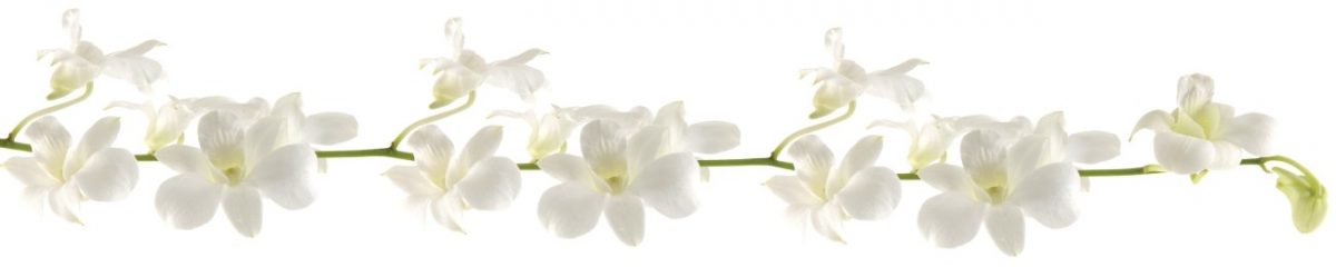 Art. 7696 Czvety 1200x240