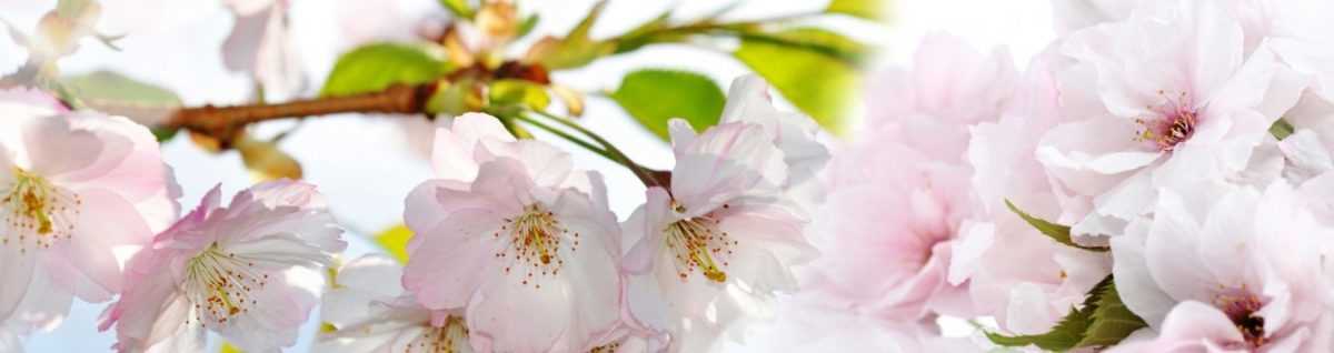 Art. 9812 Czvety 1200x318