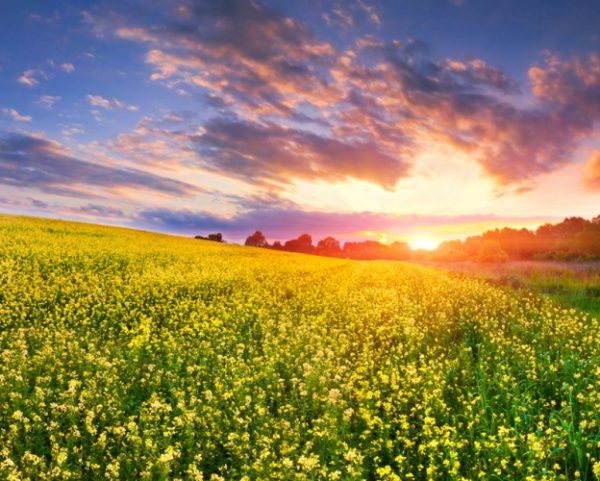 Art. 0052 Derevya Nebo Zakaty 600x481